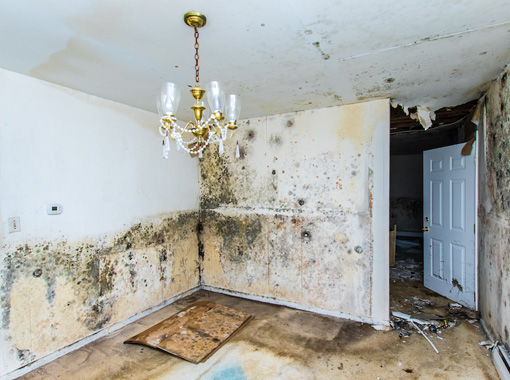 Crawlspace mold cleaning in Pelham